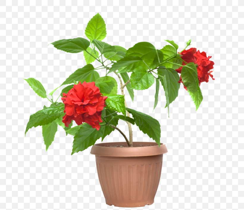 Cut Flowers Shoeblackplant Flowerpot Houseplant, PNG, 800x704px, Cut Flowers, Alocasia, Annual Plant, Cutting, Flower Download Free