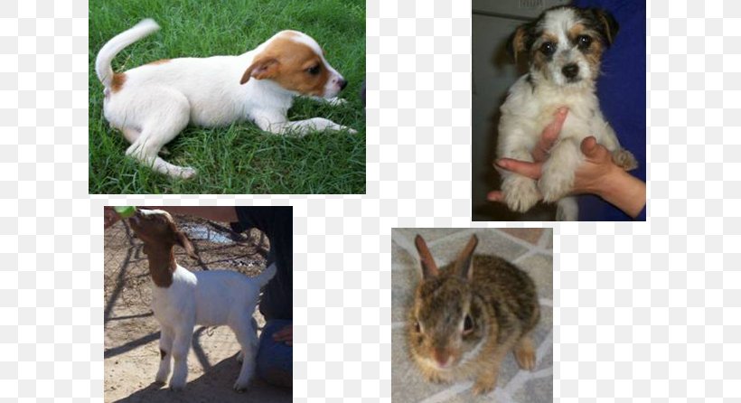 Dog Breed Puppy Etosha Rescue & Adoption Center Petfinder, PNG, 711x446px, Dog Breed, Adoption, Animal, Breed, Carnivoran Download Free