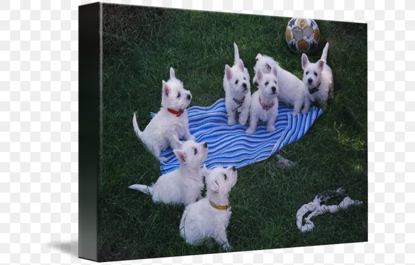 Dog Breed West Highland White Terrier Puppy Gallery Wrap, PNG, 650x523px, Dog Breed, Art, Breed, Canvas, Carnivoran Download Free