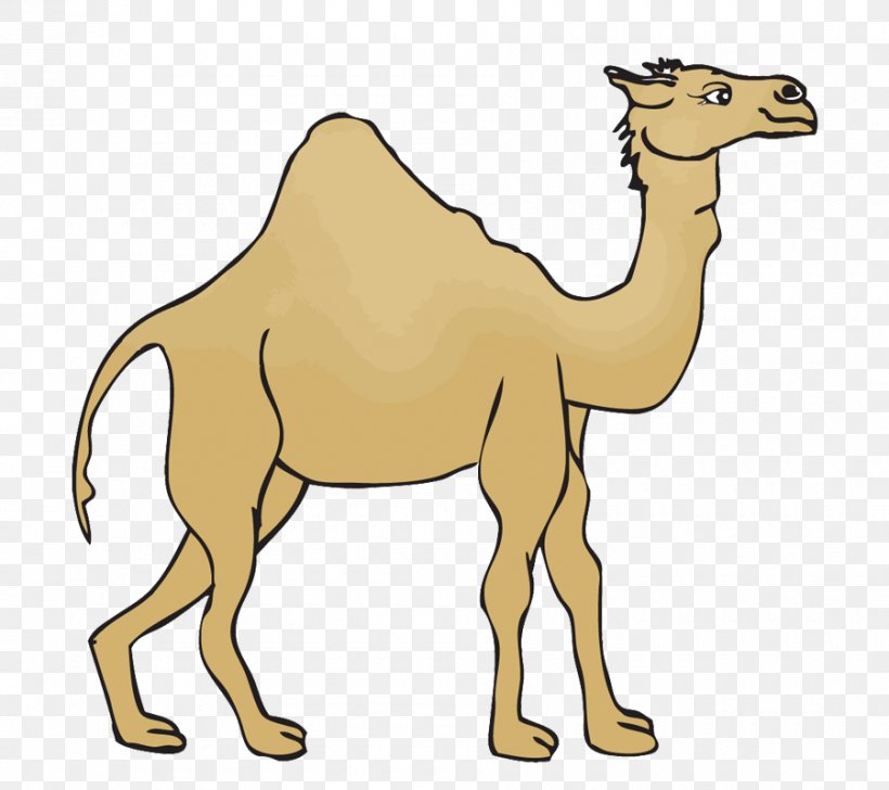Dromedary Morocco Desert Euclidean Vector, PNG, 900x800px, Dromedary, Arabian Camel, Camel, Camel Like Mammal, Desert Download Free