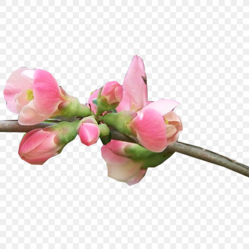 Flower Blog Clip Art, PNG, 1600x1600px, Flower, Albom, Artificial Flower, Blog, Blossom Download Free