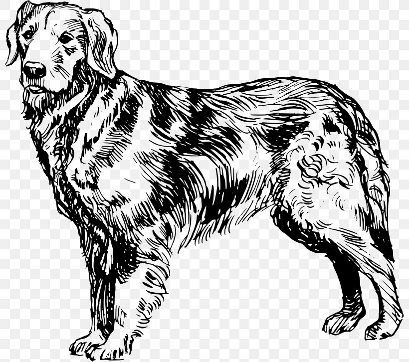 Golden Retriever Labrador Retriever Puppy Goldendoodle Poodle, PNG, 800x726px, Golden Retriever, Animal, Black And White, Carnivoran, Companion Dog Download Free