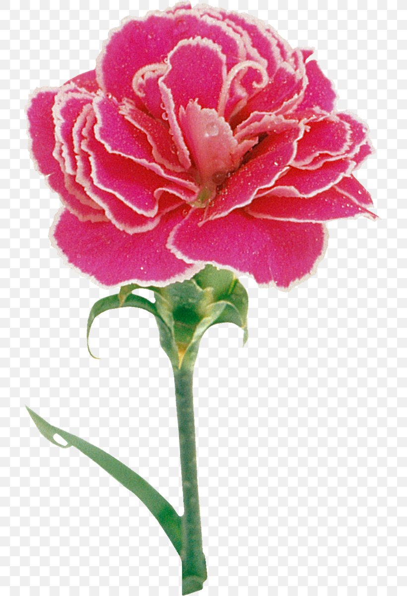 Carnation Pink Painting Flower Rose, PNG, 723x1200px, Carnation, Cut Flowers, Dianthus, Flower, Flowering Plant Download Free