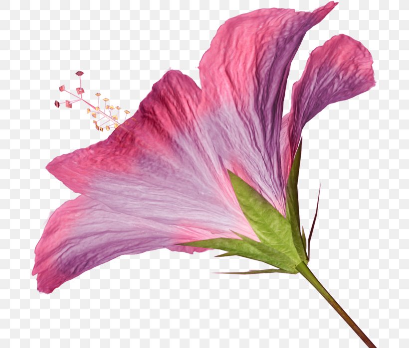 Hibiscus Pink Flowers Clip Art, PNG, 697x699px, Hibiscus, Blog, Collage, Flower, Flowering Plant Download Free