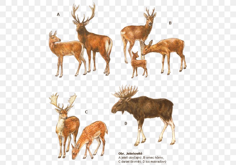 White-tailed Deer Elk Reindeer Musk Deers, PNG, 496x575px, Whitetailed Deer, Animal, Antler, Chevrolet Impala, Deer Download Free