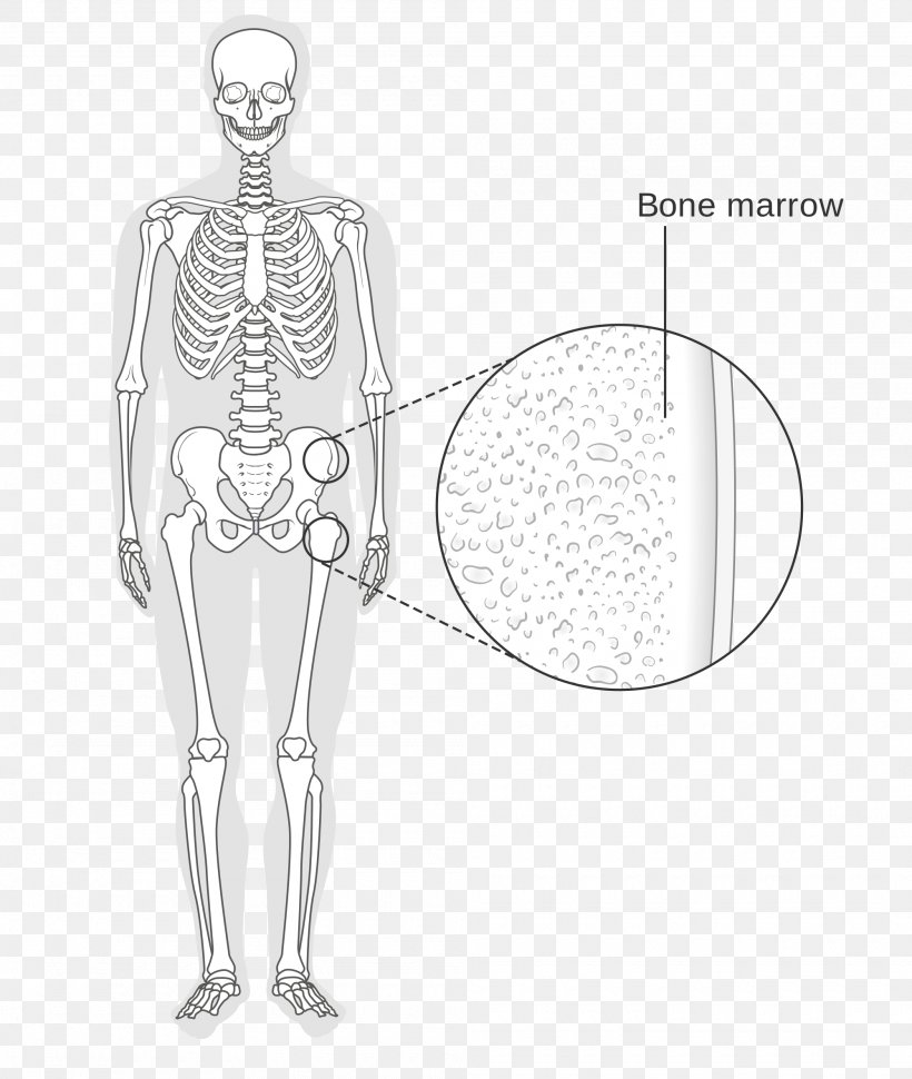 Wikimedia Commons Bone Marrow Human Skeleton, PNG, 2000x2368px, Watercolor, Cartoon, Flower, Frame, Heart Download Free