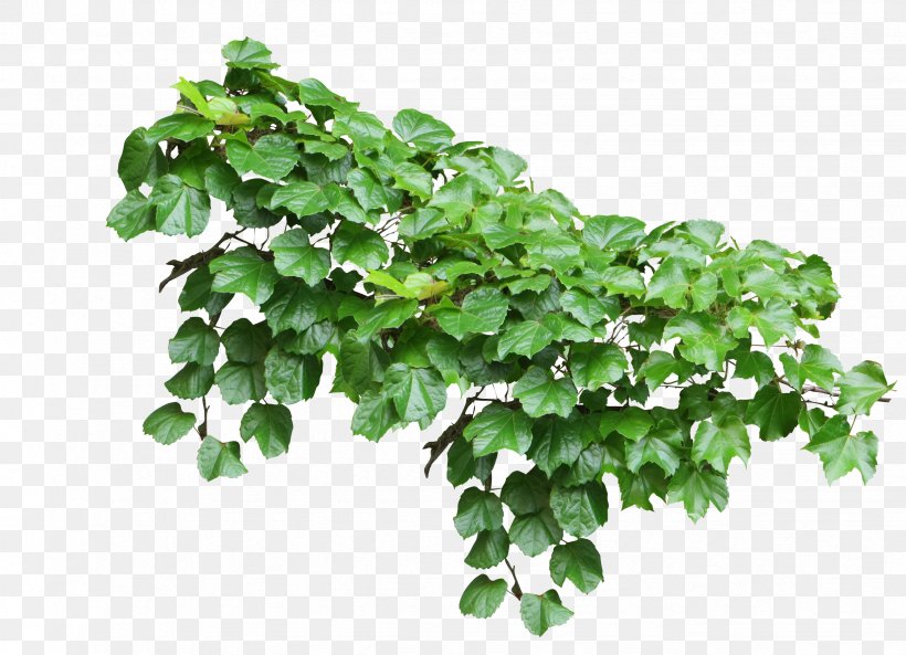 Common Ivy Vine Plant, PNG, 2452x1774px, Common Ivy, Aerial Root, Branch, Christmas Plants, Flowerpot Download Free