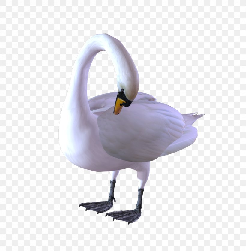 Duck Goose Bird Black Swan Image, PNG, 1000x1020px, Duck, Animal, Beak, Bird, Black Swan Download Free