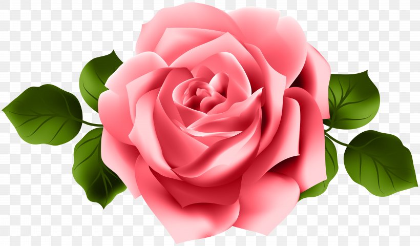 Garden Roses Pink Clip Art, PNG, 8000x4686px, Garden Roses, Cabbage Rose, China Rose, Close Up, Cut Flowers Download Free