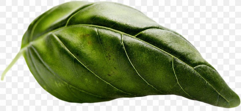 Leaf Vegetable, PNG, 918x424px, Leaf Vegetable, Food, Leaf, Plant, Vegetable Download Free