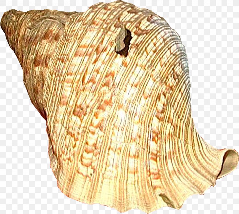 Seashell Clam Sea Snail, PNG, 1614x1443px, Seashell, Clam, Clams Oysters Mussels And Scallops, Cockle, Conch Download Free