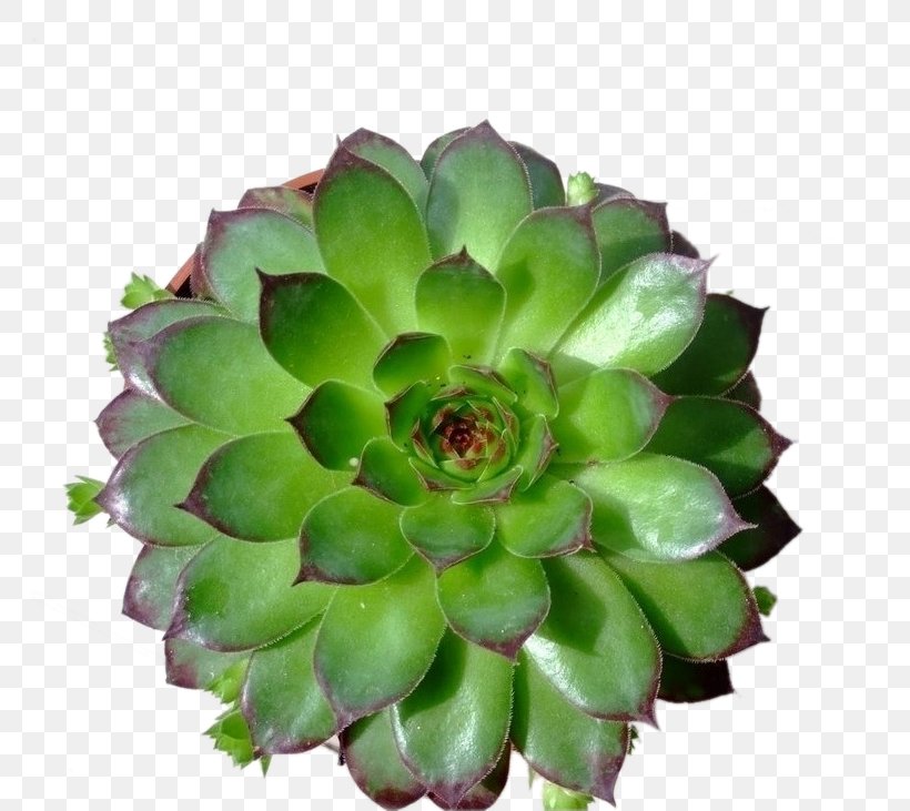 Sempervivum Tectorum Dicotyledon Succulent Plant Orostachys Leaf, PNG, 761x731px, Sempervivum Tectorum, Cactaceae, Cactus, Color, Crassulaceae Download Free