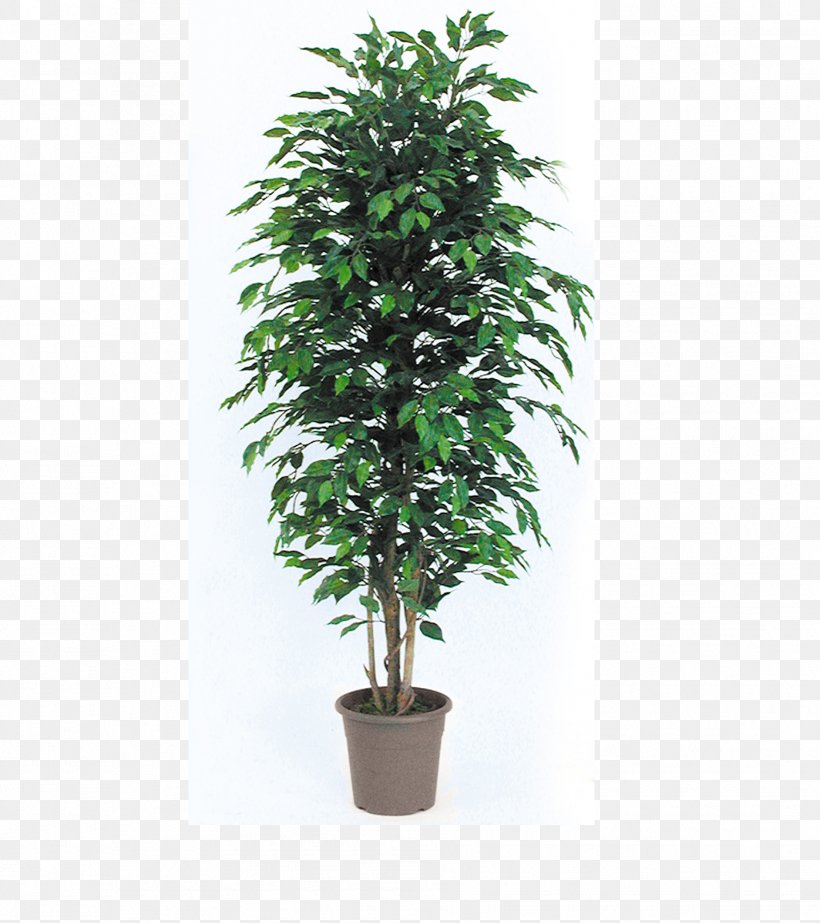 Tree Flowerpot Houseplant Chamaedorea Elegans Garden, PNG, 1884x2121px, Tree, Areca Palm, Arecaceae, Chamaedorea Elegans, Evergreen Download Free
