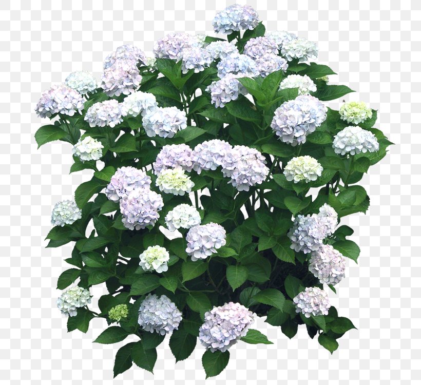 French Hydrangea Hydrangea Serrata Flower Shrub, PNG, 735x750px, French Hydrangea, Annual Plant, Candytuft, Cornales, Cut Flowers Download Free