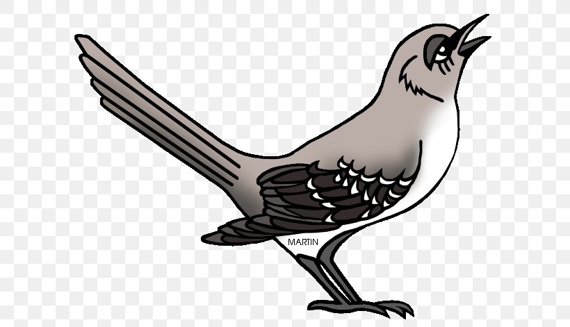 Northern Mockingbird To Kill A Mockingbird Drawing Clip Art, PNG, 648x471px, Northern Mockingbird, Artwork, Beak, Bird, Black And White Download Free