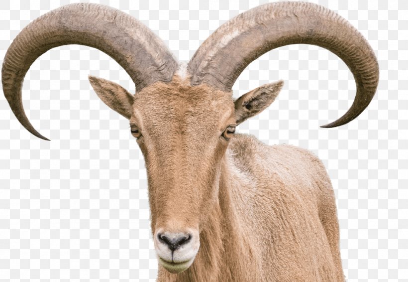 Sheep–goat Hybrid Barbary Sheep Horn, PNG, 1053x727px, 2019 Ram 1500 Big Hornlone Star, Goat, Animal, Barbary Sheep, Bighorn Download Free