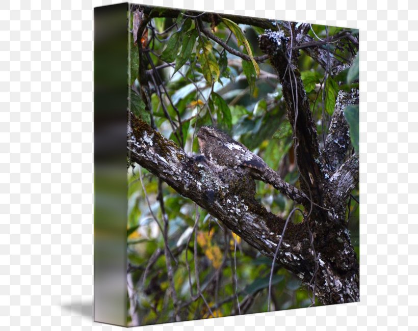 Fauna Flora Beak, PNG, 606x650px, Fauna, Beak, Bird, Branch, Flora Download Free