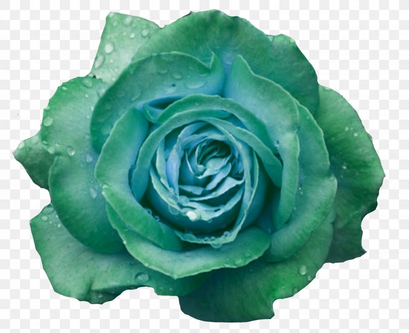 Garden Roses Cabbage Rose Blue Rose Petal Flower, PNG, 1600x1305px, Garden Roses, Aqua, Blue Rose, Bud, Cabbage Rose Download Free