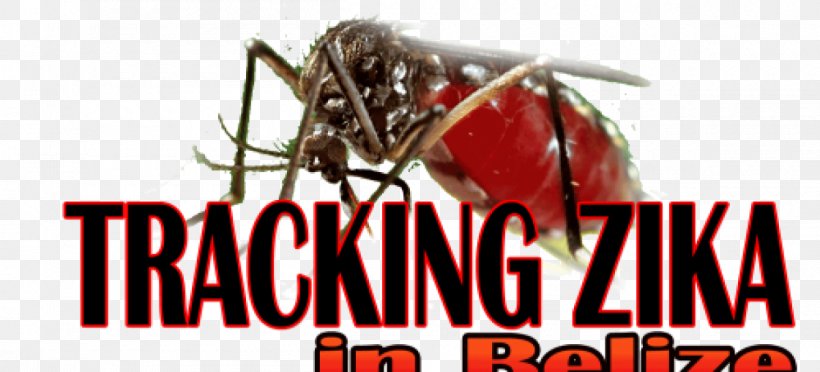 Mosquito Macro Blood Skin Animal Nature Giant 63x47 Print Poster Insect Canvas Print Printing, PNG, 1200x545px, Mosquito, Animal, Blood, Brand, Canvas Print Download Free