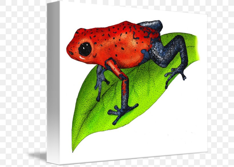 Tree Frog True Frog Toad Poison Dart Frog, PNG, 650x587px, Tree Frog, Amphibian, Colorful Images, Frog, Mug Download Free