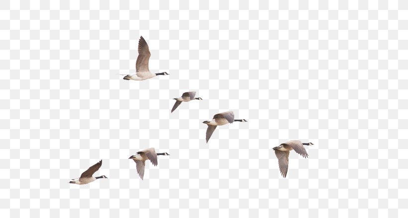 Bird Migration Canada Goose, PNG, 664x439px, Bird Migration, Anatidae, Animal Migration, Beak, Bird Download Free