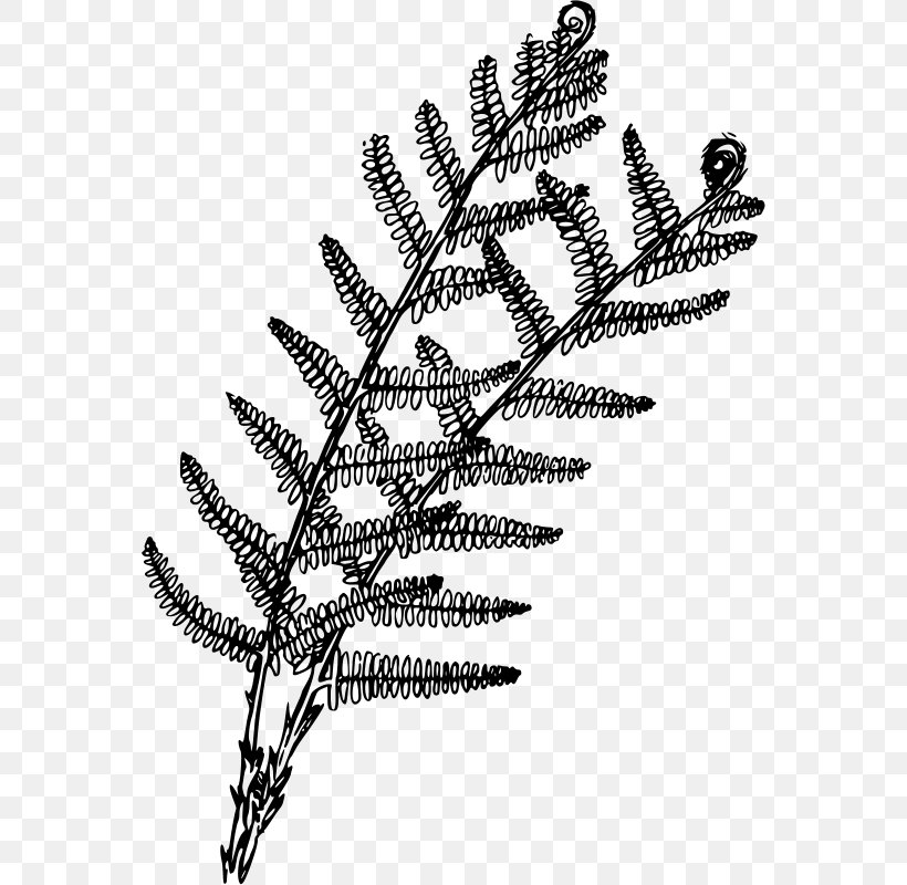 Plant Fern Coloring Book Drawing, PNG, 564x800px, Plant, Athyrium Filixfemina, Black And White, Book, Branch Download Free