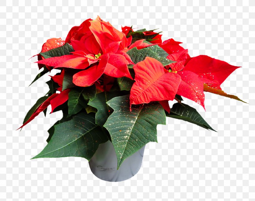 Poinsettia Flower Clip Art, PNG, 911x720px, Poinsettia, Annual Plant, Artificial Flower, Christmas, Cut Flowers Download Free