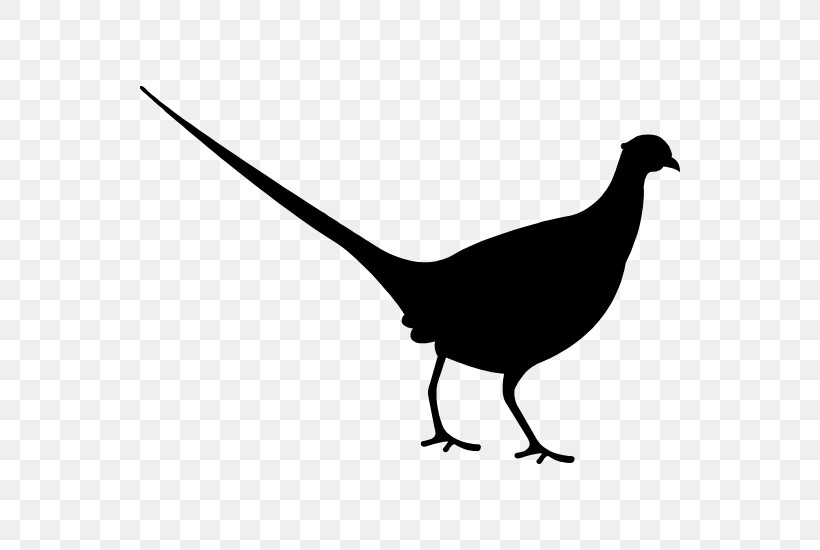Bird Beak White Pheasant Tail, PNG, 550x550px, Bird, Beak, Flightless Bird, Pheasant, Tail Download Free