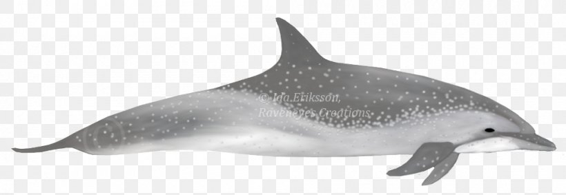 Common Bottlenose Dolphin Short-beaked Common Dolphin Tucuxi Rough-toothed Dolphin White-beaked Dolphin, PNG, 1000x346px, Common Bottlenose Dolphin, Animal Figure, Beak, Black And White, Bottlenose Dolphin Download Free