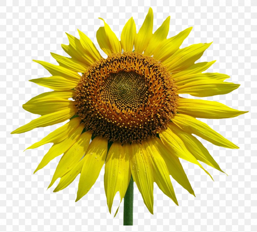 Common Sunflower Stock Photography Clip Art, PNG, 1400x1268px, Common Sunflower, Daisy Family, Drawing, Flower, Flowering Plant Download Free