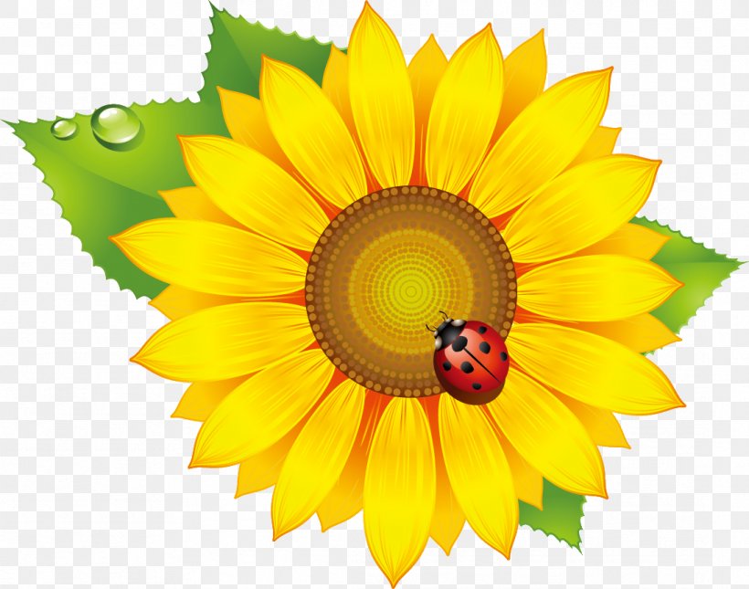 Common Sunflower Vector Graphics Image Euclidean Vector Sunflower Seed, PNG, 1089x857px, Common Sunflower, Daisy Family, Flower, Flowering Plant, Logo Download Free