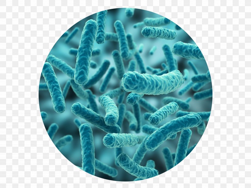 Lactobacillus Acidophilus Under A Microscope