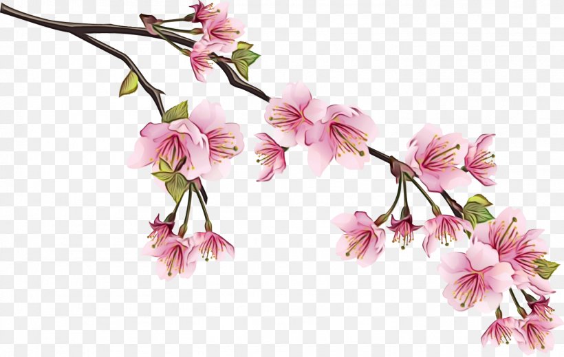 Clip Art Cherry Blossom Drawing Image, PNG, 1464x928px, Cherry Blossom, Artificial Flower, Blossom, Branch, Cut Flowers Download Free