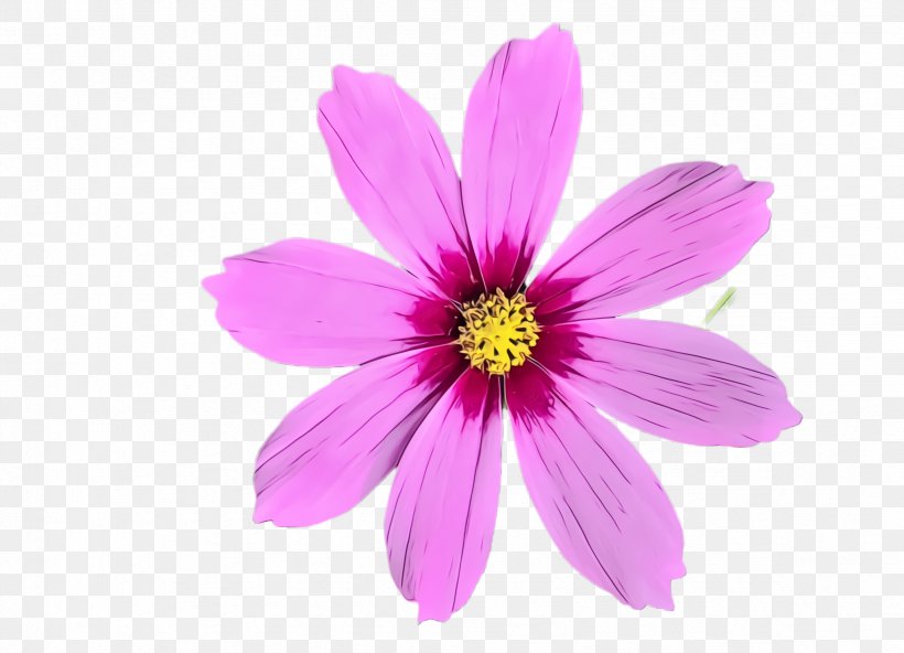 Flower Flowering Plant Petal Pink Plant, PNG, 2352x1700px, Watercolor, Cosmos, Daisy Family, Flower, Flowering Plant Download Free
