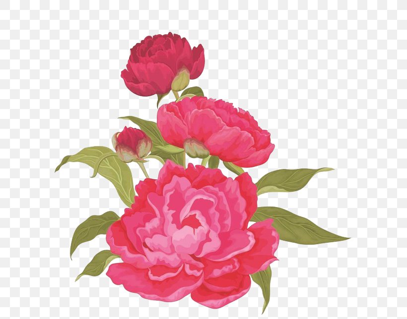 Moutan Peony Pink Clip Art, PNG, 700x644px, Moutan Peony, Annual Plant, Artificial Flower, Camellia, Carnation Download Free