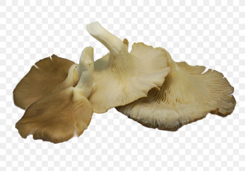 Oyster Mushroom Pleurotus Eryngii Edible Mushroom, PNG, 1000x700px, Oyster Mushroom, Common Mushroom, Edible Mushroom, Enokitake, Food Download Free