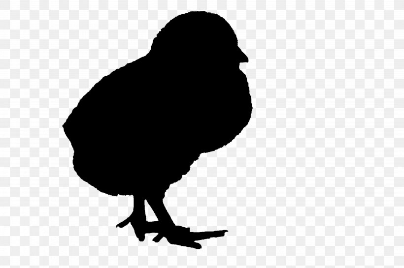 Beak Clip Art Silhouette Fauna Landfowl, PNG, 3880x2580px, Beak, Bird, Black, Blackandwhite, Chicken Download Free