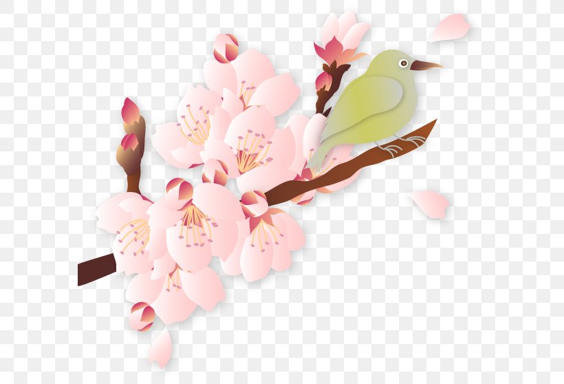 Cherry Blossom Quality Illustration, PNG, 594x558px, Cherry Blossom, Blossom, Branch, Cartoon, Cut Flowers Download Free