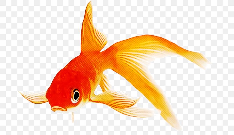 Fish Cartoon, PNG, 715x473px, Goldfish, Bony Fishes, Bonyfish, Cyprinidae, Feeder Fish Download Free