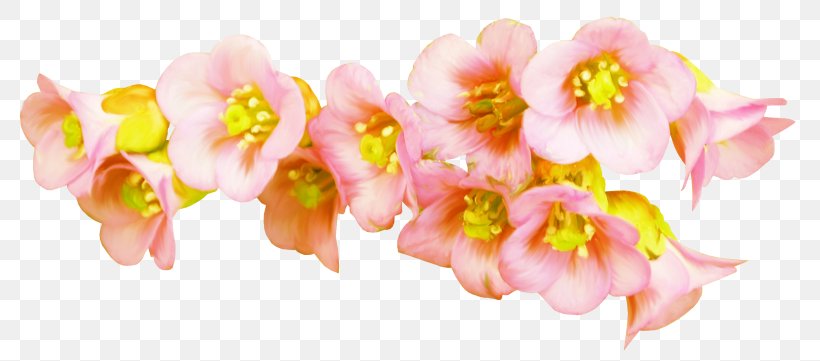 Floral Design Flower Clip Art, PNG, 800x361px, Floral Design, Blog, Blossom, Cut Flowers, Finger Download Free