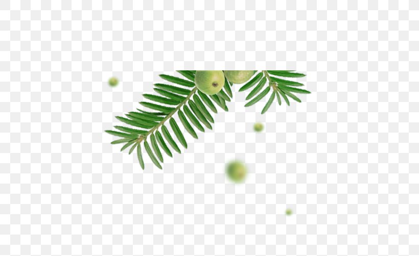 Leaf, PNG, 509x502px, Leaf, Branch, Computer Graphics, Drawing, Grass Download Free