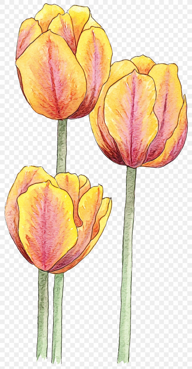 Tulip Flower Petal Yellow Plant, PNG, 1000x1917px, Watercolor, Bud, Cut Flowers, Flower, Lady Tulip Download Free