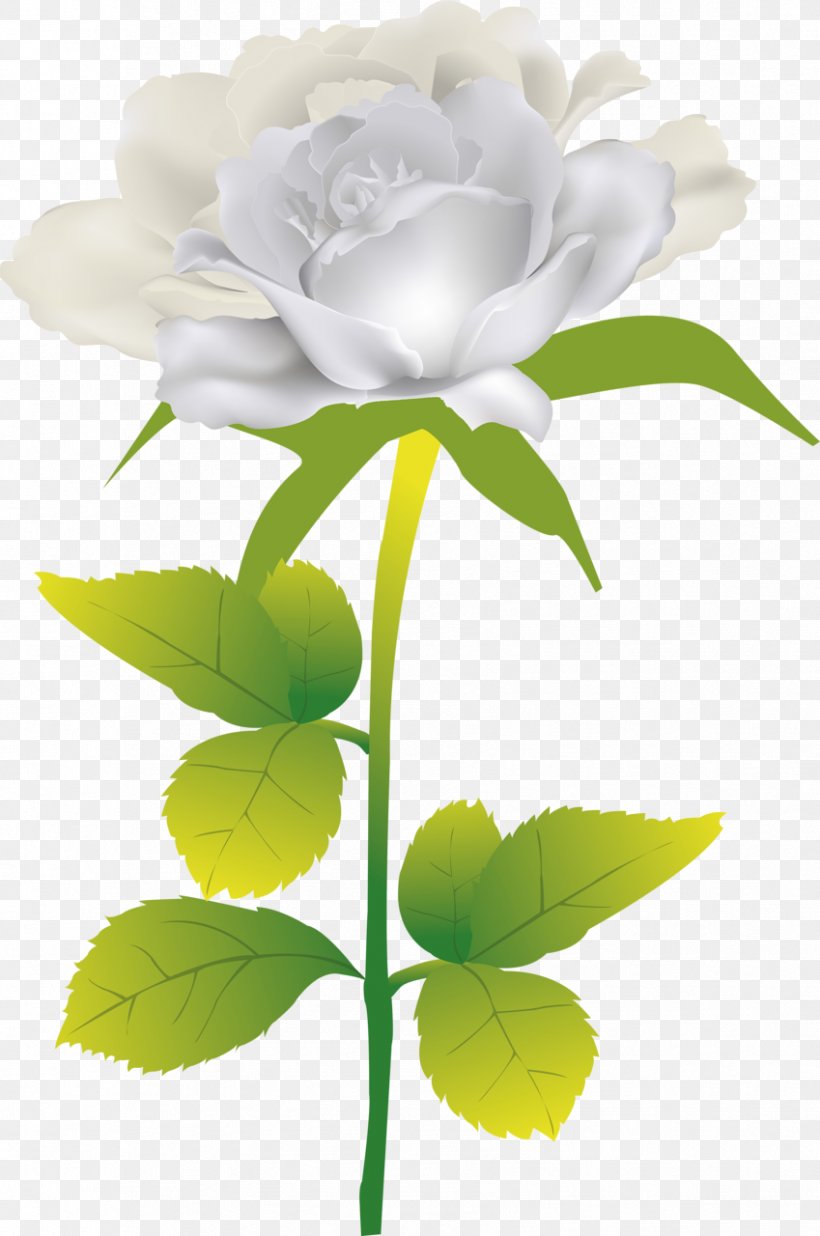 Beach Rose Flower Clip Art, PNG, 849x1280px, Beach Rose, Cut Flowers, Floral Design, Floristry, Flower Download Free