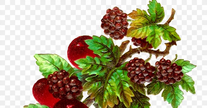 Boysenberry Juice Zante Currant Raspberry Strawberry, PNG, 1200x630px, Boysenberry, Berry, Blackberry, Bramble, Cranberry Download Free