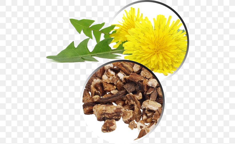 Common Dandelion Pissenlit Root Extract Medicinal Plants, PNG, 500x502px, Common Dandelion, Cell, Dandelion, Dietary Supplement, Energy Download Free