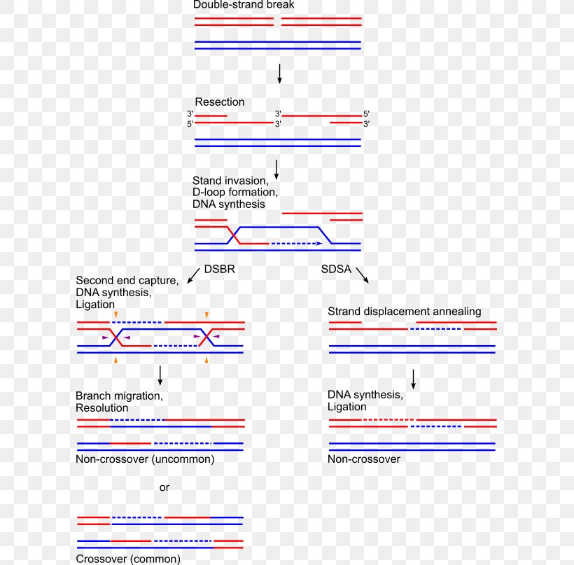 Holliday Junction Genetic Recombination Homologous Recombination