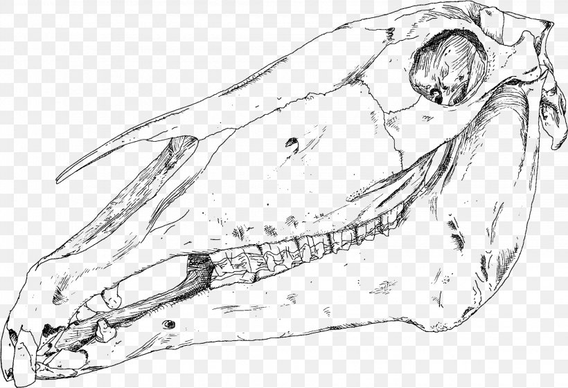 Human Skull Dinosaur Nose Bone, PNG, 2264x1551px, Skull, Anatomy, Artwork, Automotive Design, Black And White Download Free