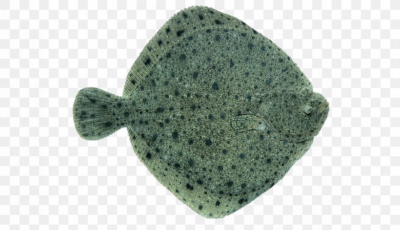 Norway Baltic Sea Fish Turbot Fillet, PNG, 1160x667px, Norway, Baltic Sea, Common Sole, European Plaice, Fillet Download Free