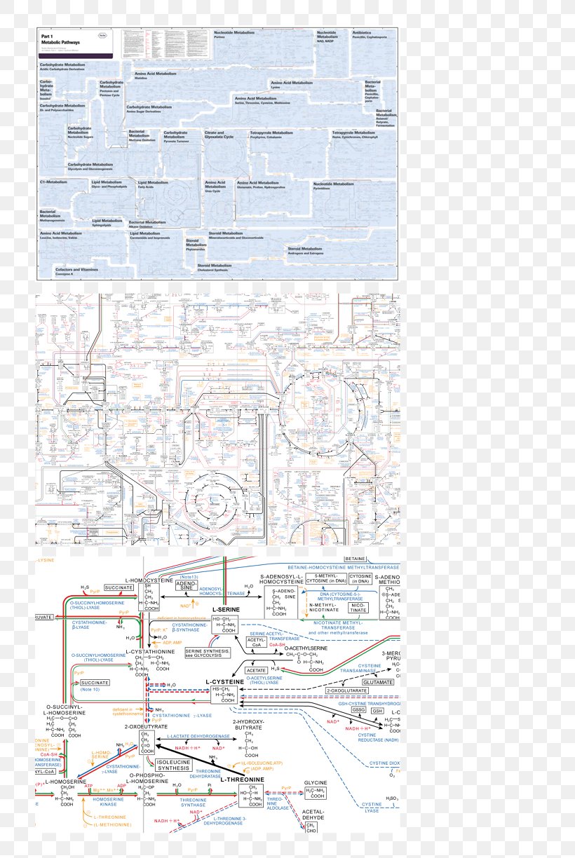 Paper Area, PNG, 792x1224px, Paper, Area, Biochemistry, Diagram, Metabolic Pathway Download Free