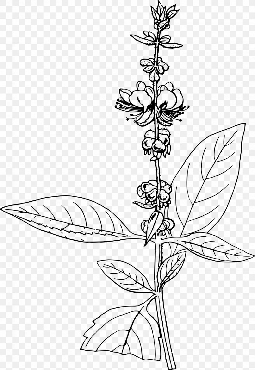 Basil Thirty-five Years In The East: Adventures, Discoveries, Experiments, And Historical Sketches, Relating To The Punjab And Cashmere; In Connection With Medicine, Botany, Pharmacy, &c Line Art Drawing Clip Art, PNG, 1657x2400px, Basil, Black And White, Branch, Cartoon, Drawing Download Free